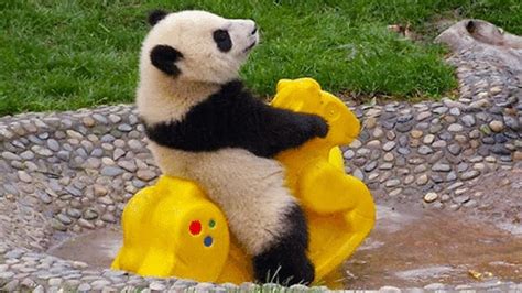 funny panda bear pictures|pandas funny videos.